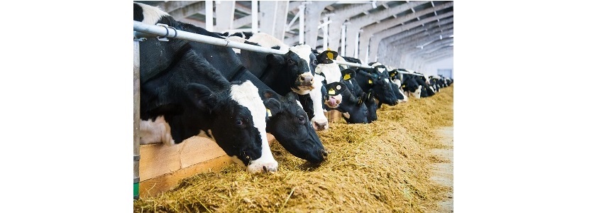 Feeding behavior in dairy cattle