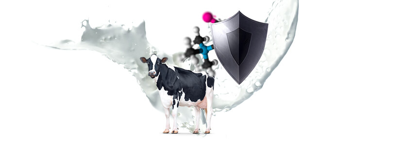 ¿La betaina protegerá contra el estrés oxidativo a las vacas lecheras?