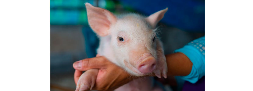 Certificación en Bienestar Animal basado en “Welfare Quality”