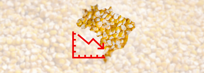 En Brasil, baja liquidez para el maíz: Precios continúan en caída