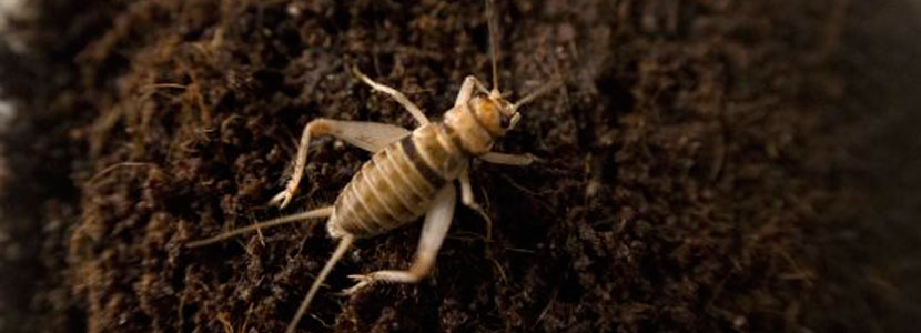 Aproinsecta celebra su 1ª reunión sobre los objetivos del sector