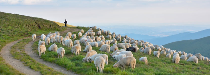 Cattle grazing