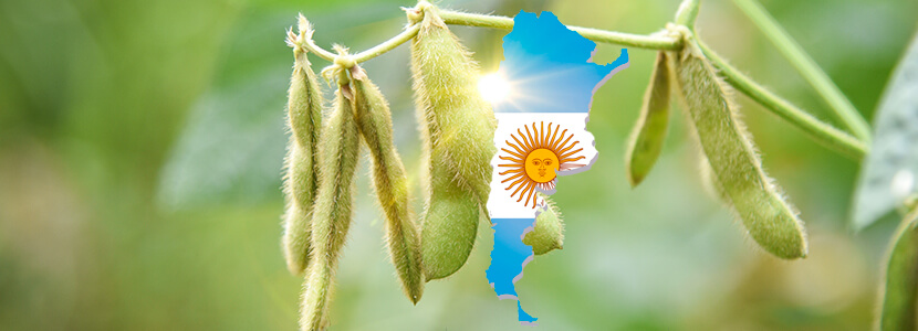 Cae rendimiento medio: mantienen proyección de producción de soja en Argentina
