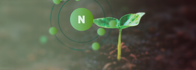 Cultivos captadores de nitrógeno : extracción de nutrientes del suelo
