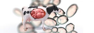 Cómo mejorar los indicadores relevantes de la eficiencia del rumen