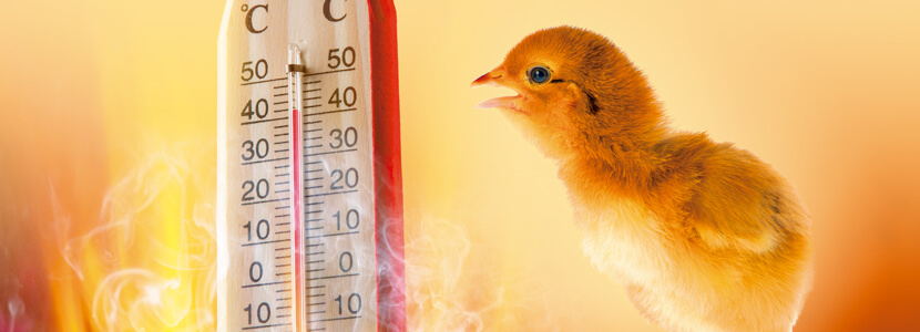 Heat stress: Poultry health, performance and potential mitigation strategies