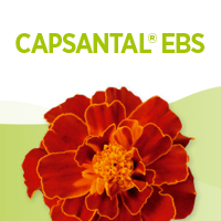 Capsantal EBS