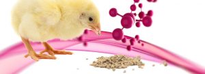 Reforzando con micronutrientes la dieta de pollos de carne