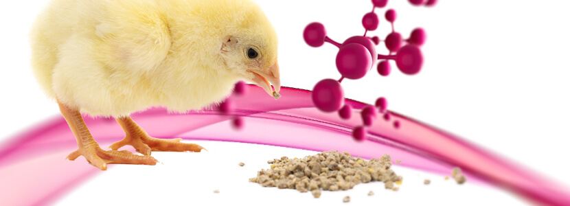 Reforzando con micronutrientes la dieta de pollos de carne - nutriNews, la  revista de nutrición animal