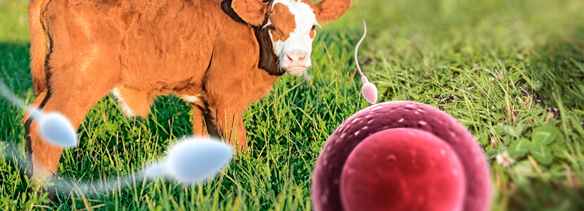 ¿La nutrición afectaría la función reproductiva en el vacuno de carne?