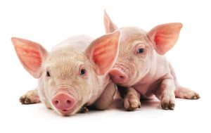 Qué efectos tendrán los probióticos en la nutrición de cerdos