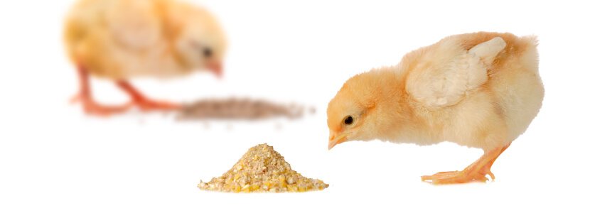 La importancia de la presentación del pienso en los pollos...