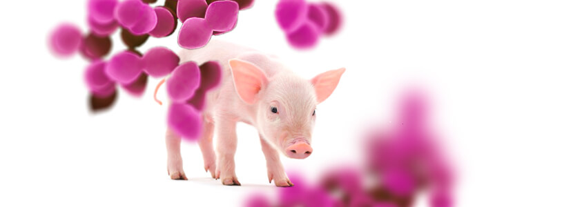 Probiotics could help reduce emissions from pig production