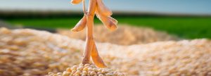 Comportamiento de exportación de soja en Paraguay: 1er Semestre 2019