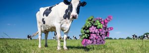 Estimulación intestinal más allá del rumen