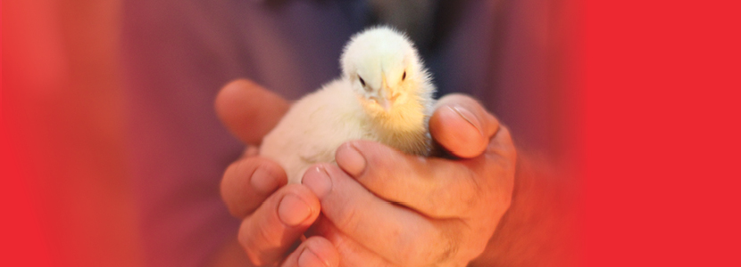 Fortaleza inmune en reproductoras : mejor desempeño en pollos