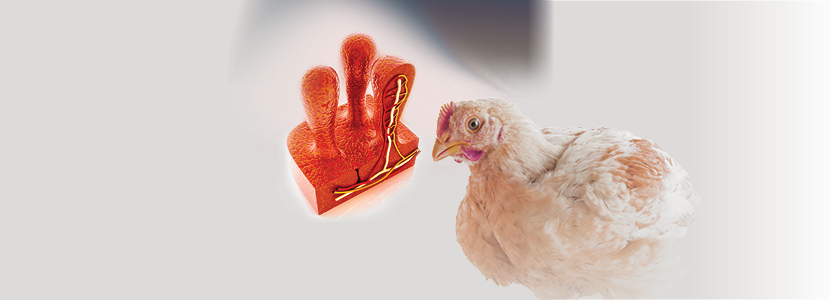 Levadura probiótica para gestionar la seguridad alimentaria en pollos