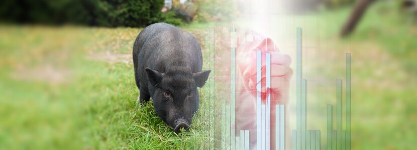 Diferentes parámetros evaluados en dietas del cerdo criollo