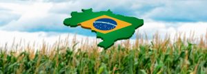 Precios del maíz en Brasil: Fuerte reacción positiva en Mayo 2019