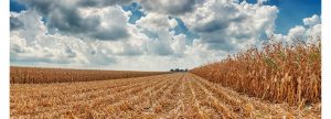 Producción de maíz marca cifra histórica en Uruguay