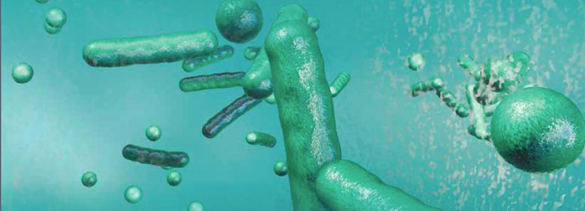 La vida secreta de la microbiota intestinal