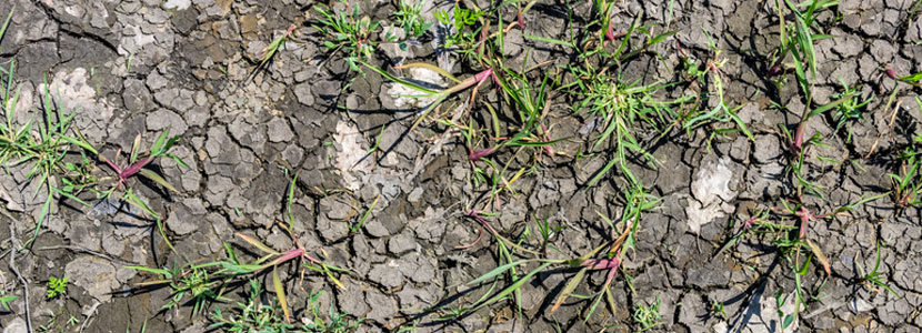 Ayudas 2019 por sequía: Bruselas autoriza el aumento del anticipo