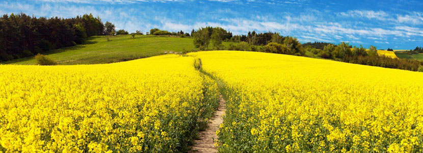 Rapeseed cake: A dietary strategy to reduce methane emissions in dairy cattle