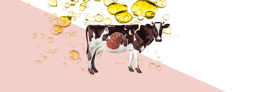 Dietary fat and its influence on rumen microbiota. Part I