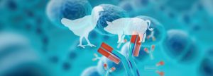 Interrelación entre inmunología & nutrición en aves y porcino