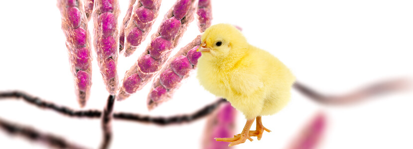 Micotoxinas Fusarium: Influencia en rendimiento de pollos de engorde