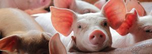 Como a moagem dos cereais afeta a eficiência e a saúde dos suínos?