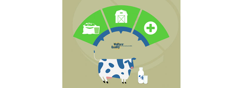 Alimentación y bienestar animal unidos en la producción de leche