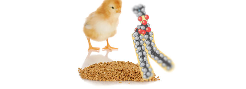 Dieta suplementada con lisofosfolípidos:Efecto sobre pollos de engorde