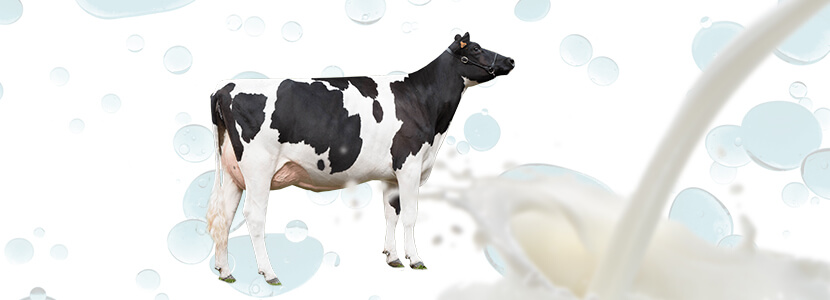 Cold Diets: Mitigating Heat Stress in Dairy Cattle