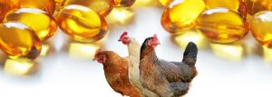 Ácidos grasos omega-3 y omega-6 en nutrición avícola