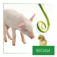 BiCidal