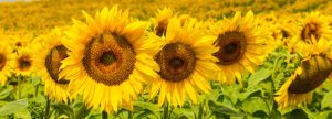 Comportamiento del girasol como alimento en dietas de vacas lecheras