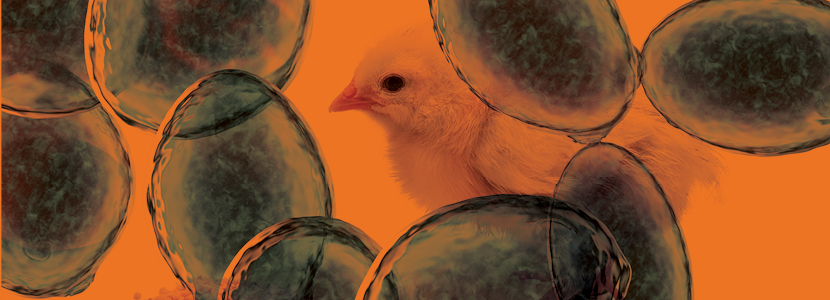 Las soluciones de levadura en la producción avícola del futuro