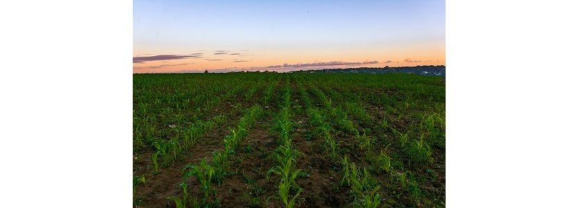 Siembra de maíz avanza a buen ritmo en Argentina