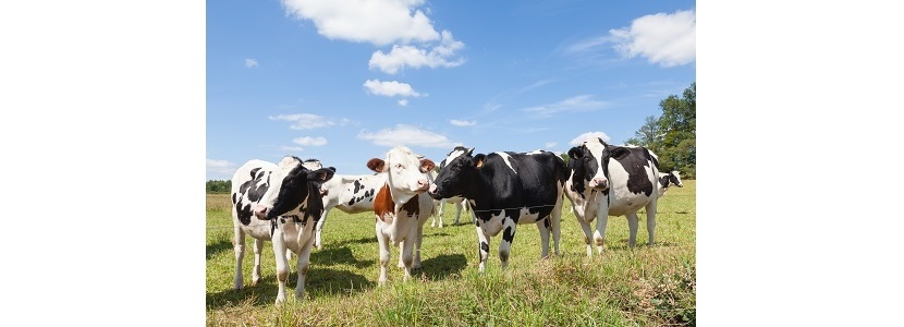 Comportamiento del girasol incorporado como alimento de vacas lecheras