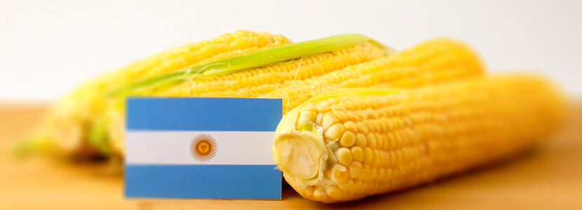 Argentina: Se obtuvo un volumen récord para cosecha de maíz 2018/19 -  nutriNews, la revista de nutrición animal