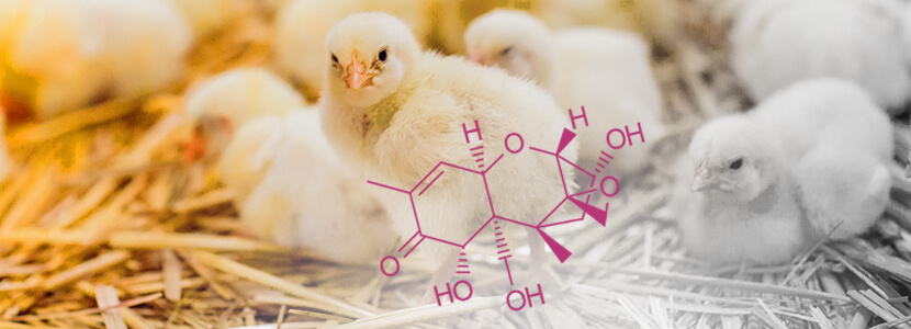 Adición de probióticos en dietas de pollo contaminadas con DON