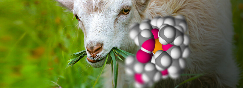 ¿Cómo actúa la utilización de monensina en la alimentación caprina?