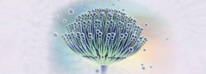 Muestreo de micotoxinas y métodos de análisis utilizando LC-MS/MS