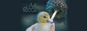 Eficacia de secuestrantes de aflatoxinas B1 mediante modelo en patos
