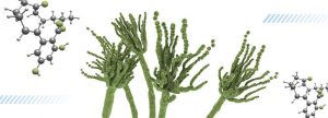Los biomarcadores de micotoxinas como herramienta de control