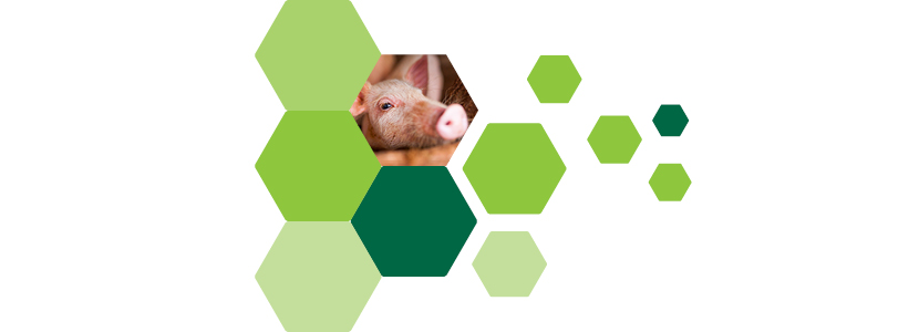 Seminario de Biochem sobre Porcino