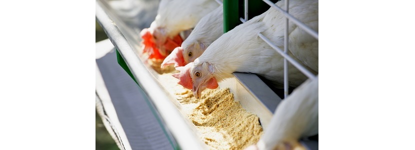 Poultry diets: A review of some of the main nutrients found in them