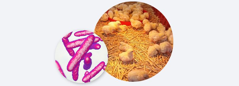 Actuación de probióticos y simbióticos sobre rendimiento de pollos
