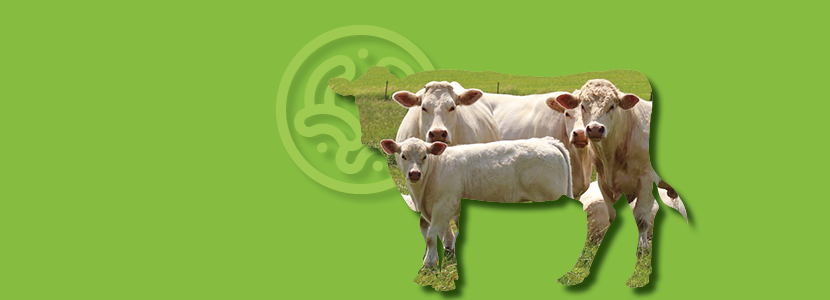 Cómo reducir el uso de antibióticos en la cría de ganado vacuno